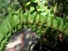 image of Nephrolepis cordifolia