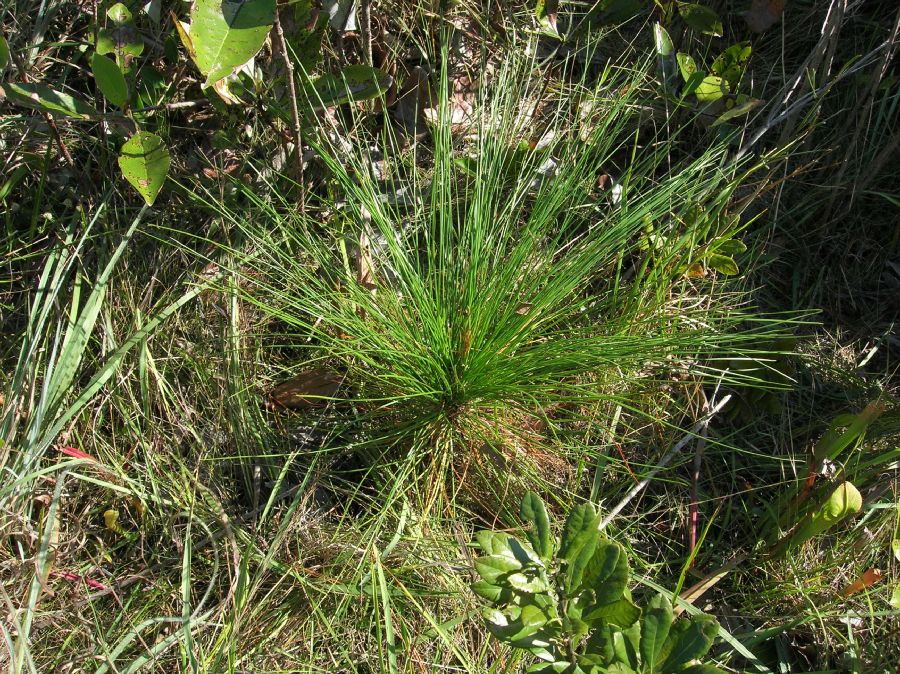 Fagaceae Quercus virginiana