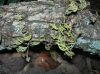 image of Pleopeltis michauxiana