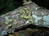 image of Pleopeltis michauxiana