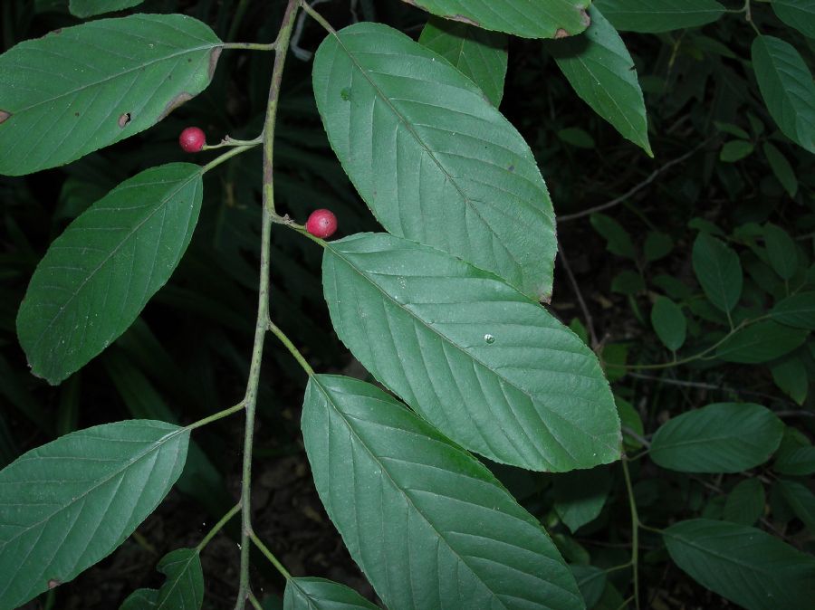 Rhamnaceae Rhamnus caroliniana