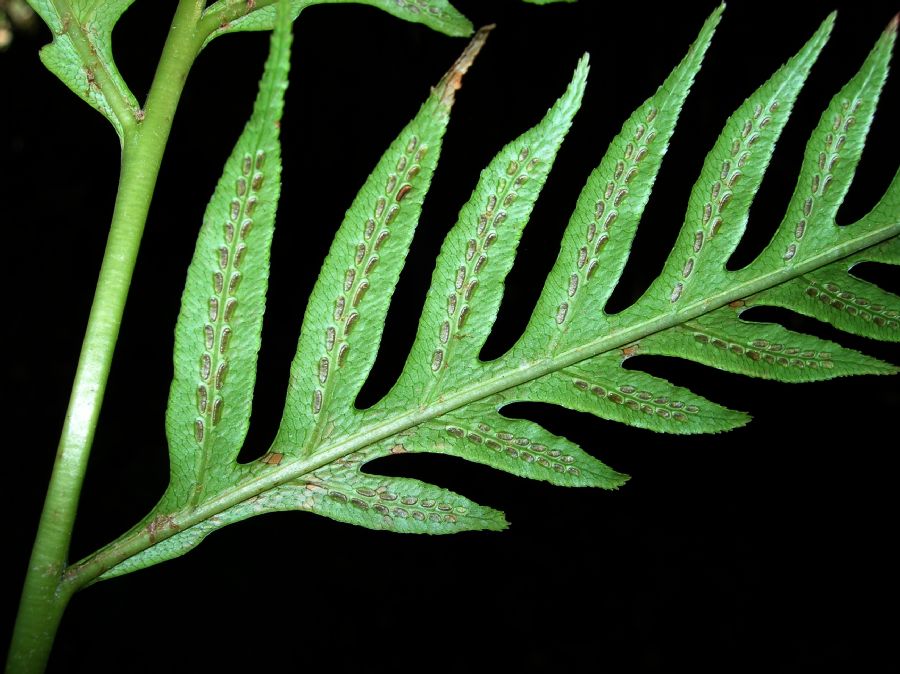Blechnaceae Woodwardia orientalis
