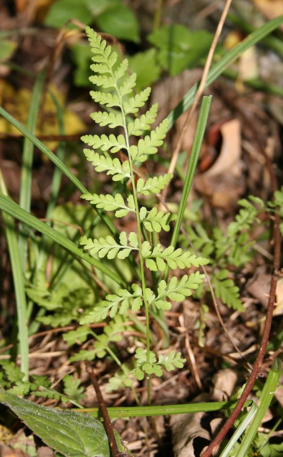Cystopteridaceae Cystopteris tenuis