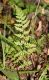 image of Cystopteris tenuis