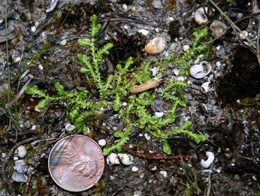 Selaginellaceae Selaginella apoda