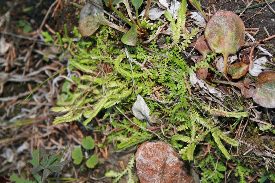 Selaginellaceae Selaginella apoda