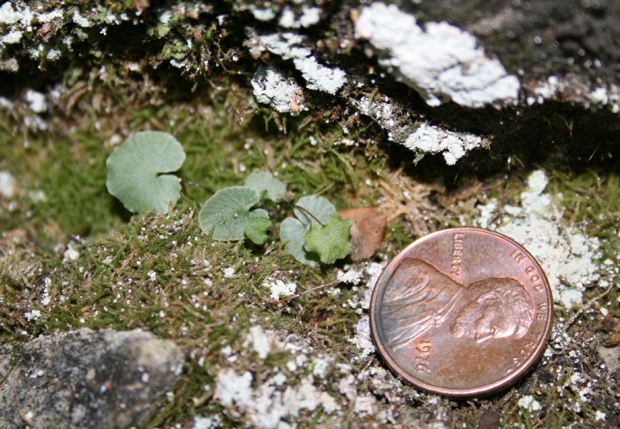 Pteridaceae Pellaea atropurpurea