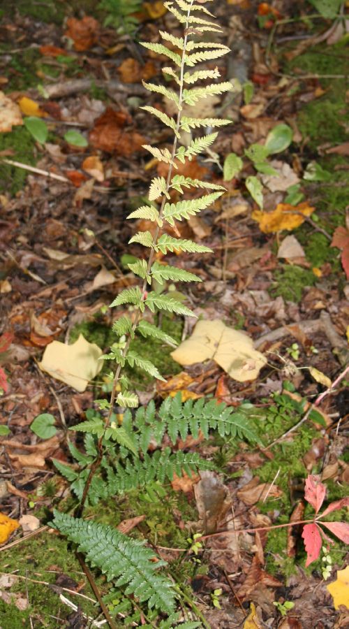 Dryopteridaceae Dryopteris cristata