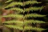 image of Thelypteris palustris
