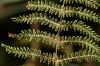 image of Thelypteris palustris
