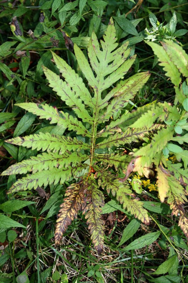 Onocleaceae Onoclea sensibilis