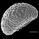image of Polypodium virginianum