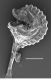 image of Polypodium virginianum