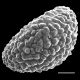 image of Polypodium virginianum