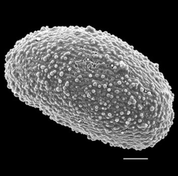 Schizaeaceae Actinostachys subtrijuga