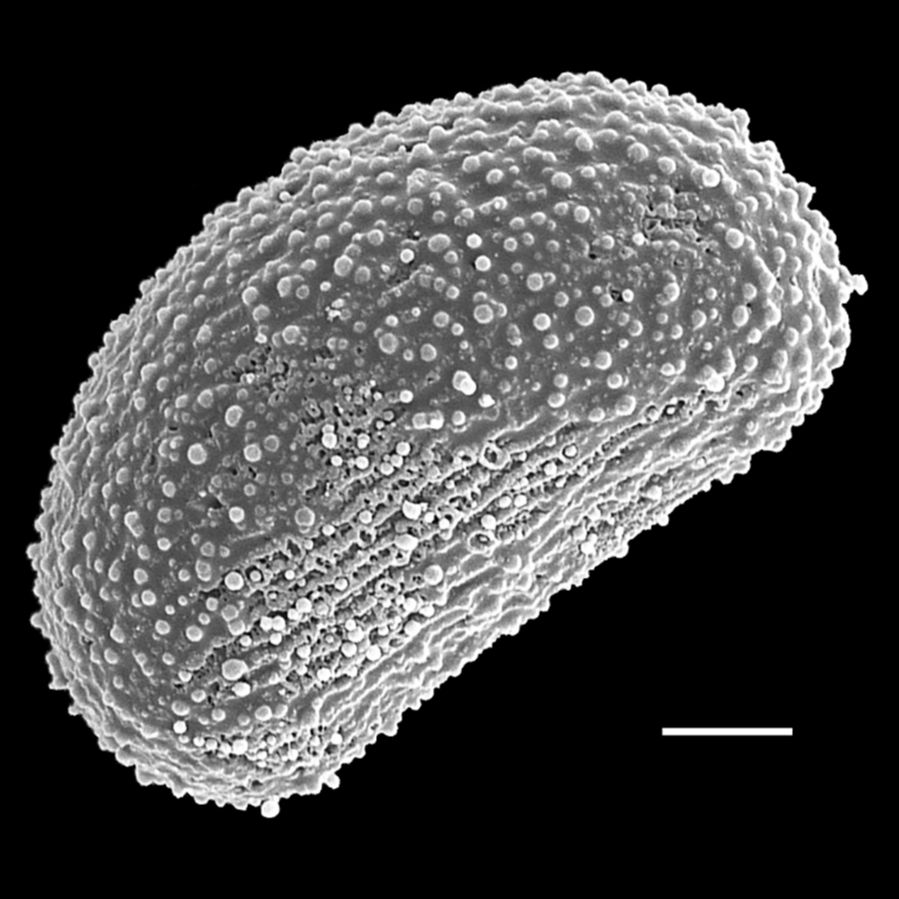 Schizaeaceae Actinostachys subtrijuga