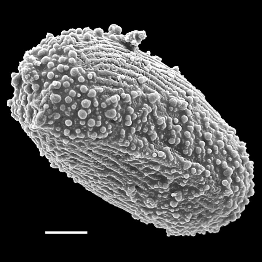 Schizaeaceae Actinostachys subtrijuga