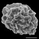 image of Anisocampium nipponicum