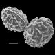 image of Anisocampium nipponicum