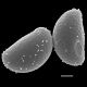 image of Campyloneurum serpentinum