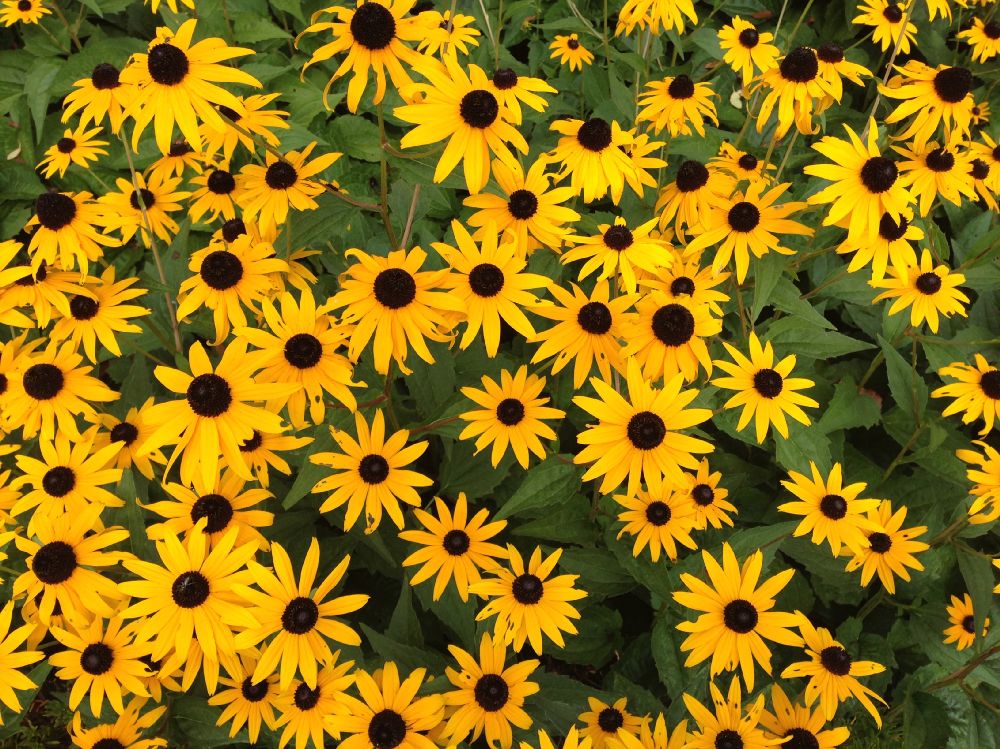 Asteraceae Rudbeckia hirta