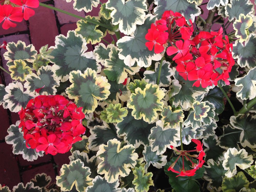 Geraniaceae Pelargonium 