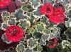 image of Pelargonium 