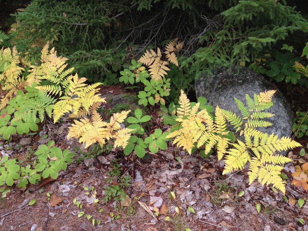 Dennstaedtiaceae Pteridium aquilinum