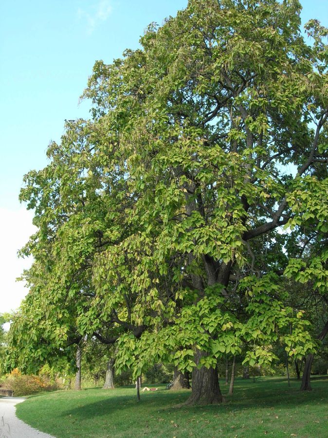 Bignoniaceae Catalpa bignonioides