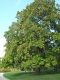 image of Catalpa bignonioides