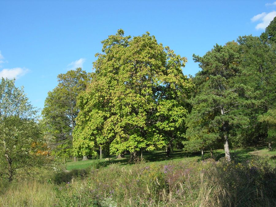 Bignoniaceae Catalpa bignonioides