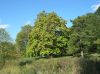 image of Catalpa bignonioides