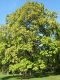 image of Catalpa bignonioides