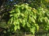 image of Catalpa bignonioides