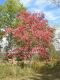 image of Cornus florida