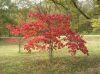 image of Cornus florida