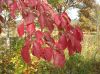 image of Cornus florida