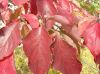image of Cornus florida