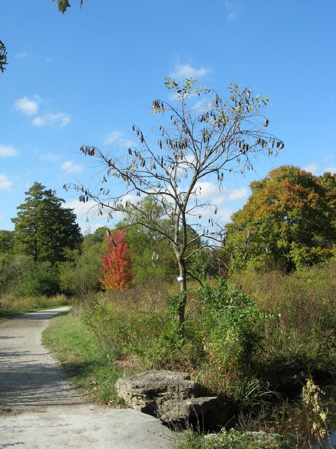 Fabaceae Gymnocladus dioica