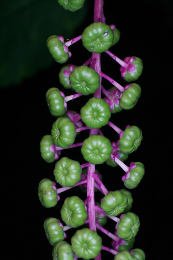 Phytolaccaceae Phytolacca americana