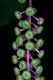 image of Phytolacca americana