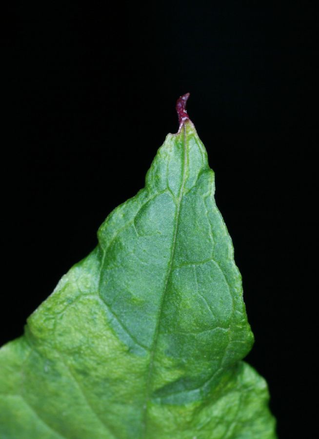 Phytolaccaceae Phytolacca americana