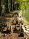 image of Taxodium distichum