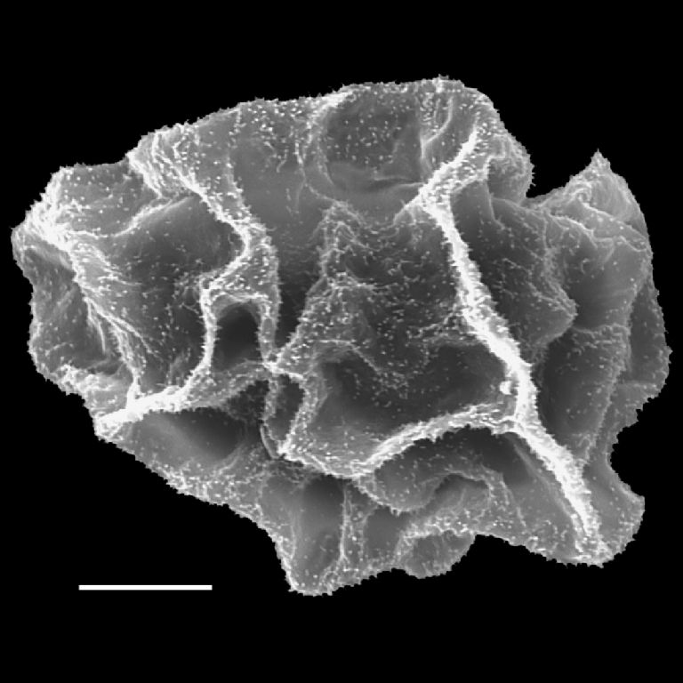 Lomariopsidaceae Bolbitis auriculata