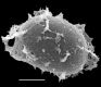 image of Elaphoglossum biolleyi