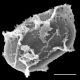image of Elaphoglossum biolleyi