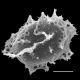 image of Elaphoglossum biolleyi