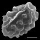 image of Elaphoglossum edwallii
