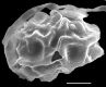 image of Elaphoglossum edwallii
