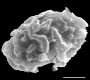 image of Elaphoglossum edwallii